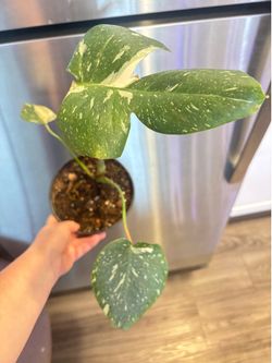 Variegated Monstera Thai Constellation