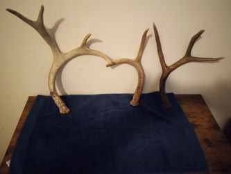 Deer antlers