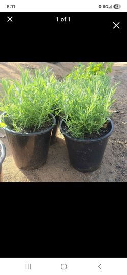 5 gallon large lavender plants
