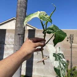 Syngonium albo Rooted Cutting Indoor Tropical Plant