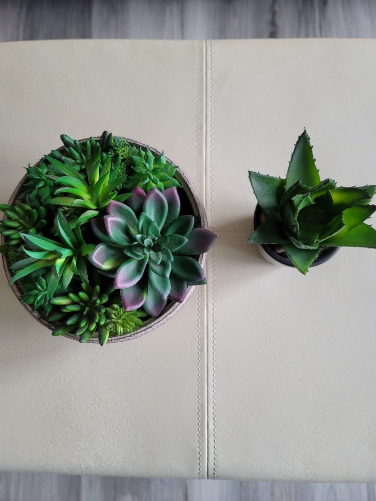 Plastic Succulent