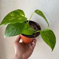 Golden Pothos