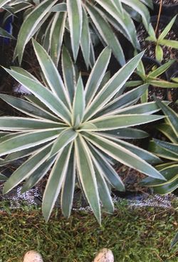 Variegated Agave Cactus