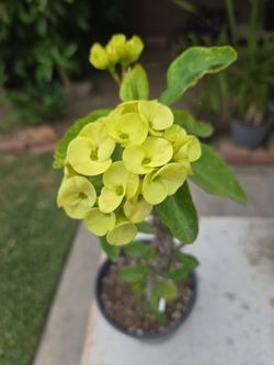 Yellow Flowers Corona de Cristo