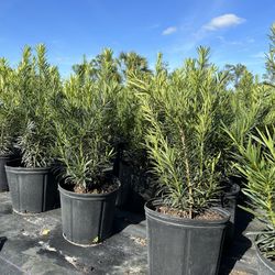 Podocarpus Plants 3 Gallon