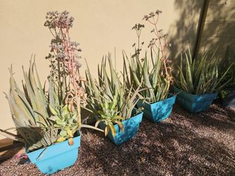 Plants