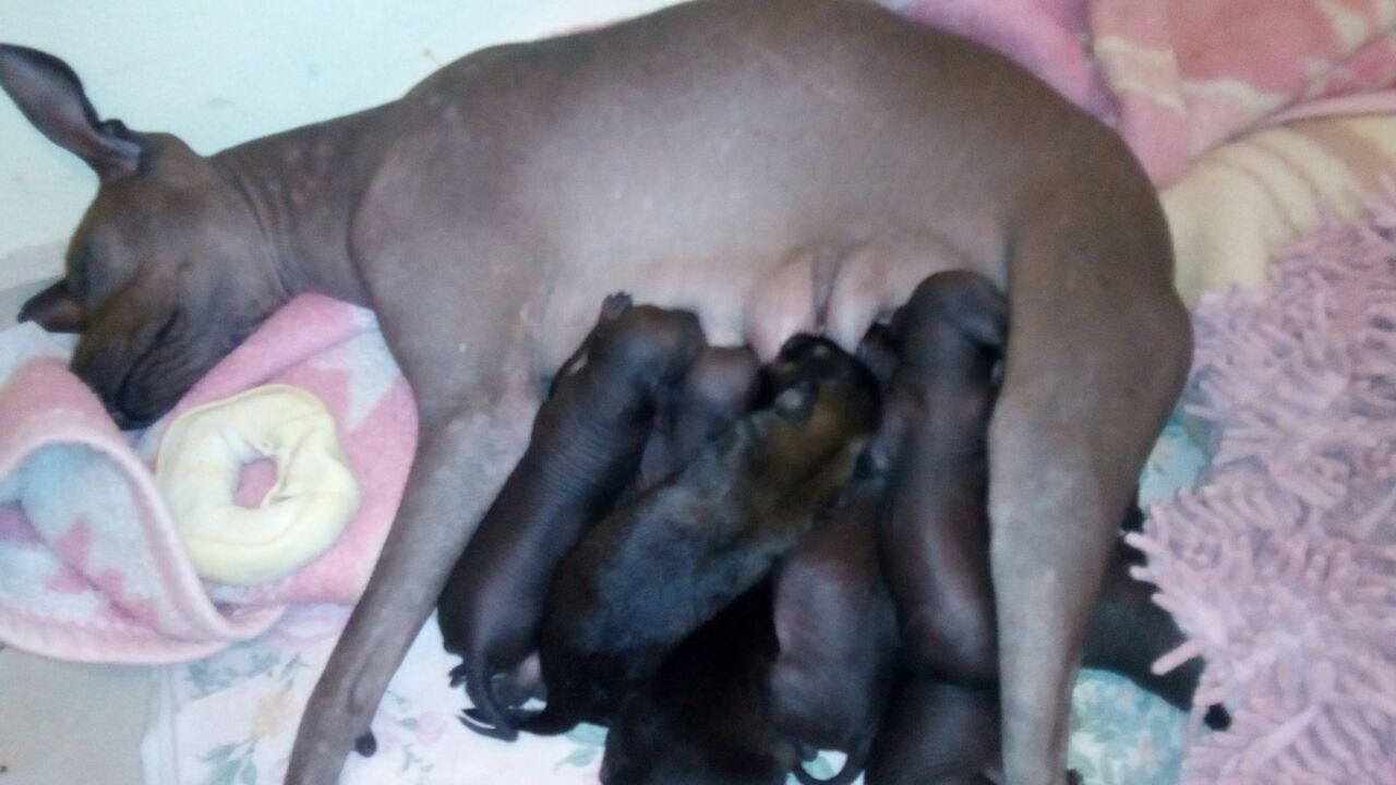 Perro Xolo Tijuana Xolos