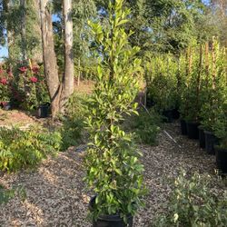 15gallon Ficus Nitida Privacy 