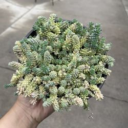 6β Sedum Major
