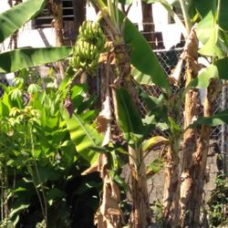 Fiji Dwarf Cavendish Banana Tree 