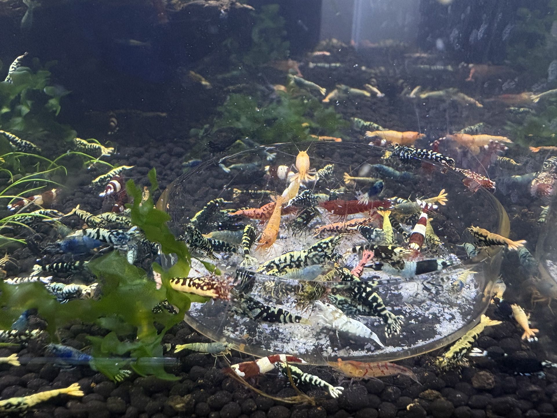 Aquarium Decoration 