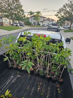 Longan fruit tree for sale $35 for each in one gallon pot above 3ft Tall some is over 3 ft tall