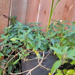 2 In 1! Calla Lily With Purple Flowering Plant 