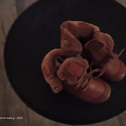 palladium  kids boots