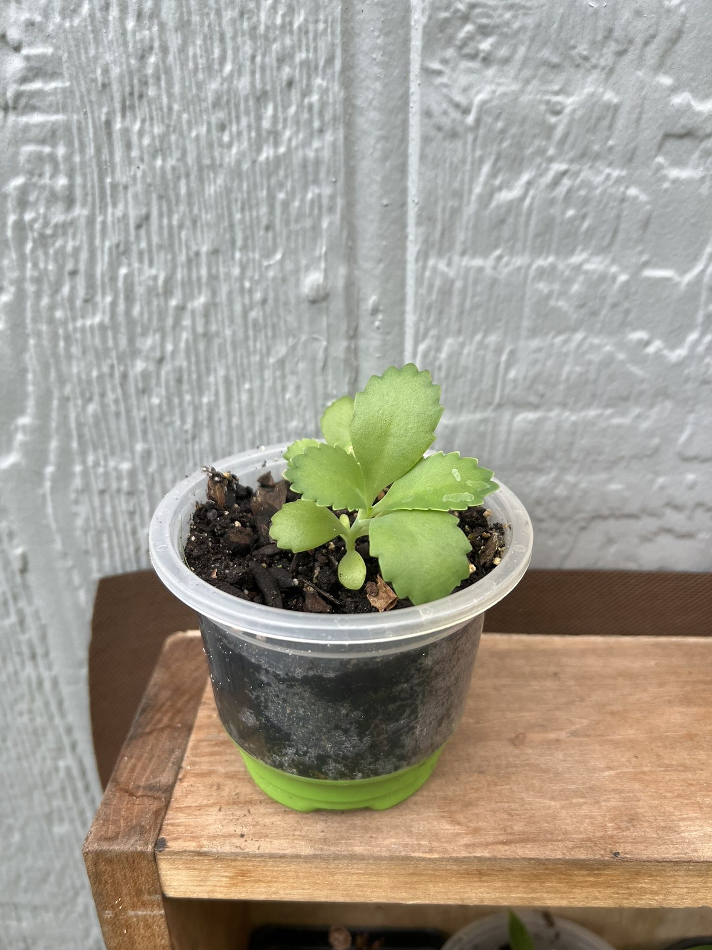 Kalanchoe Baby (Succulent Starter)