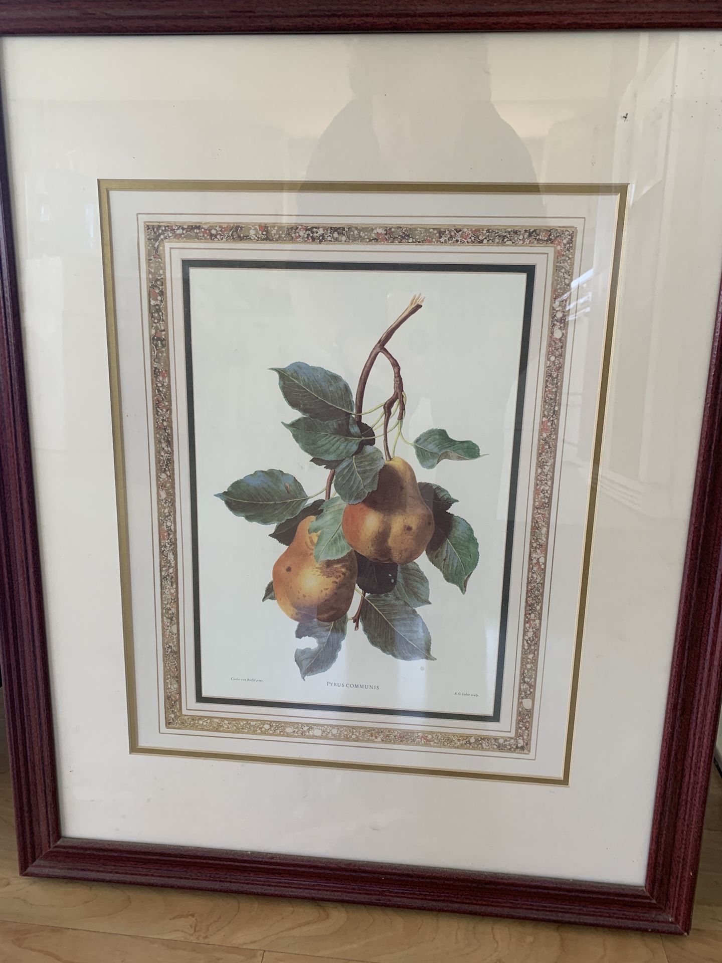 Antique Botanical Pear Picture Professionally Framed