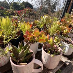 SET Of Mugs With Real Succulents $10 $5 Each 