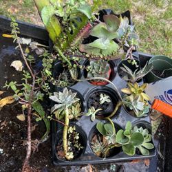 Succulents Cutting