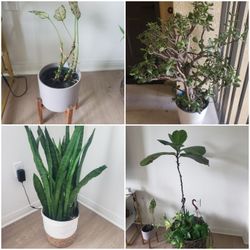 Plants, Jade, Fiddle-leaf Fig, Snake Plant, Pink Chinese Evergreen