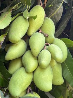 Mango criollo.  4$. Libra