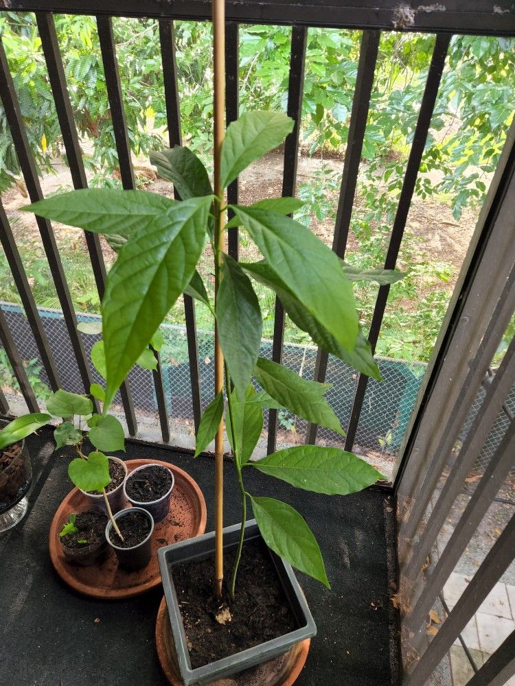 Avocado π₯ Tree π³. 2f. $45