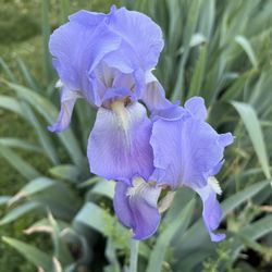 Iris Bulbs