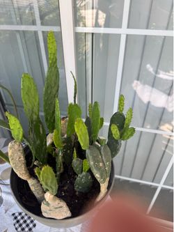 Cactus Clippings
