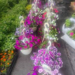 Azaleas,,🌺🌹🌺🌹 petunias mix hb