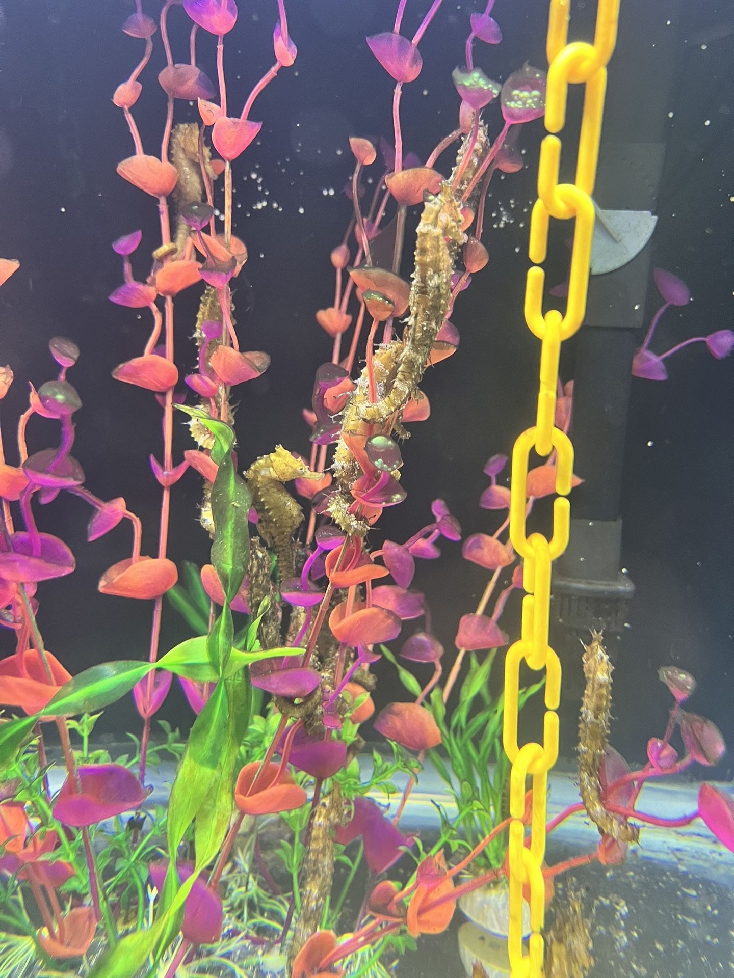 Seahorse Aquarium