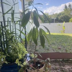 Avocado tree