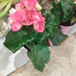 Plants  In Weeki Wachee Spring Hill