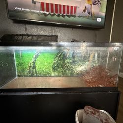 Fish Tank