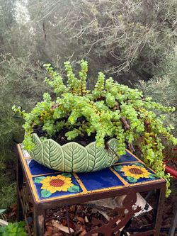 Healthy Trailing Elephant Bush Succulent plant in Ceramic Green Leaf Planter Pot
