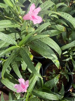 Pink And White Ruelias $12 Each Price Firm