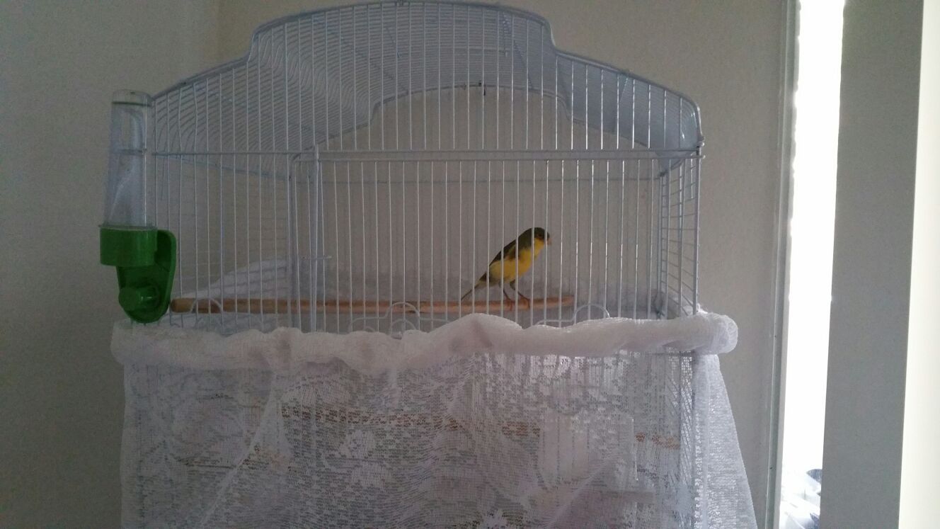 Canary bird