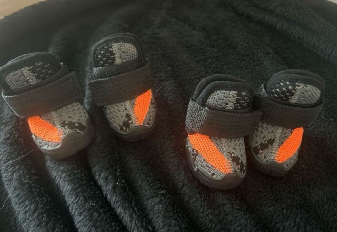 Dog Sneakers