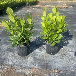 Clusia Plants 🪴 🌱- 3 Gallon Pot