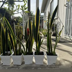 Black Gold Snake Plant In Ceramic Pot