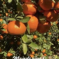 W. Murcott And Tango Mandarín Trees  🌳🧡