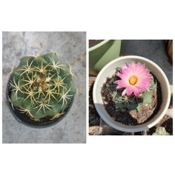 Elephants tooth Coryphantha elephantidens 5 x 5 black pot