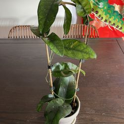 Hoya Tam Dao
