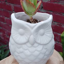 (UPDATED PICS) Succulent Kalanchoe Mother Of A Thousand