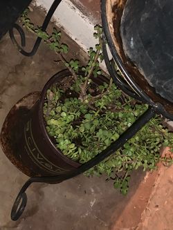 Jade Plants Elephant Food