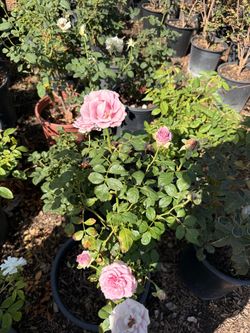 Pink Rose Bush in Black Pot