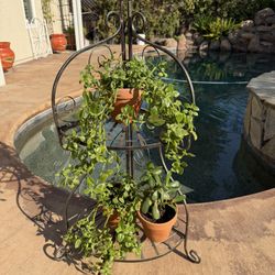Metal Shelf With Plants