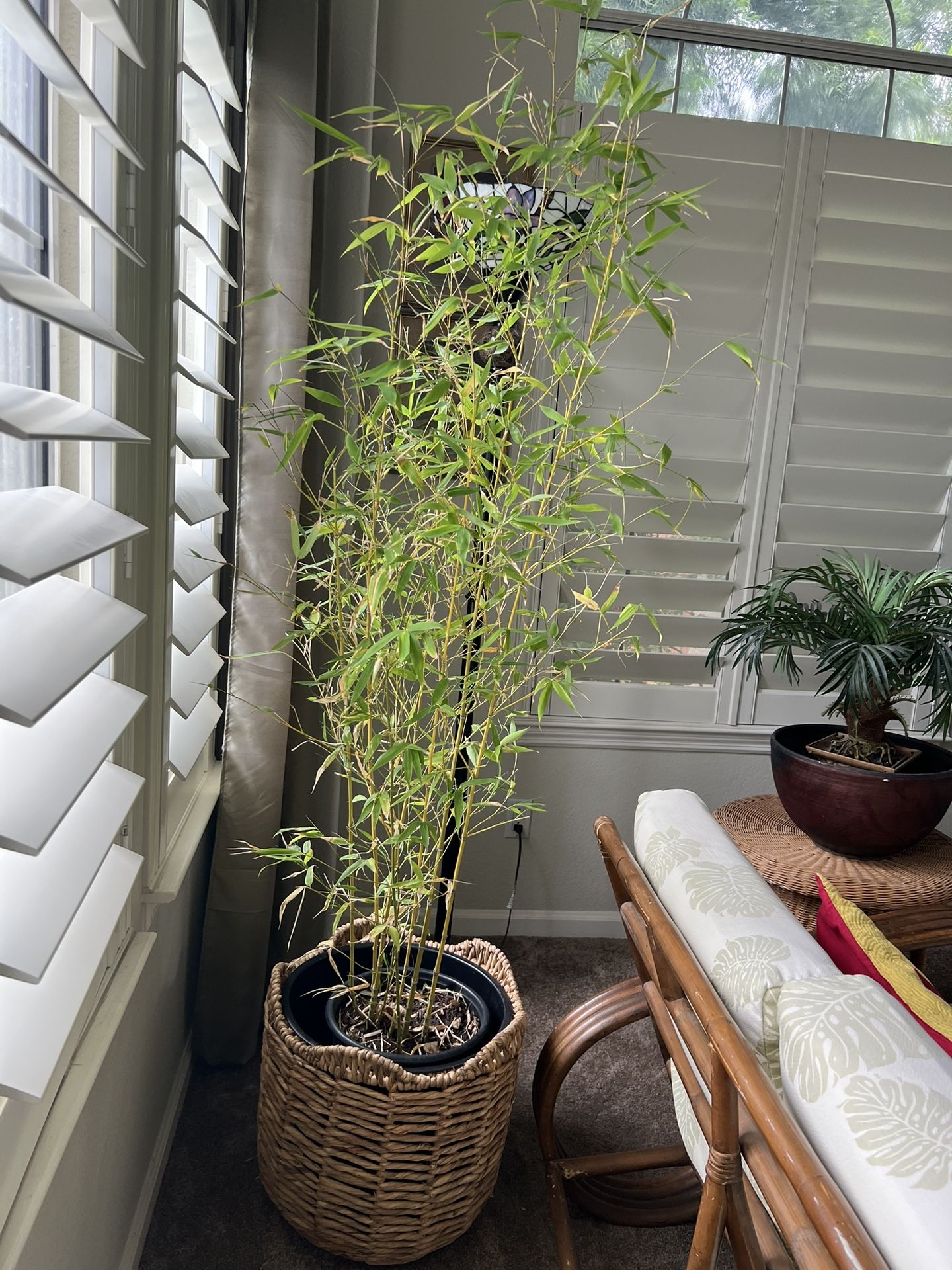 Dwarf Asian Bamboo
