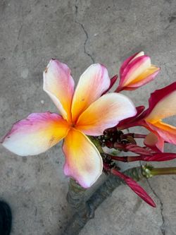 Cutting plumeria