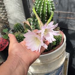 Cactus