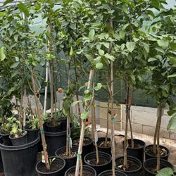 Lemon 🍋 Lisbon Trees 5F The Tall $60 Each Price Firm 