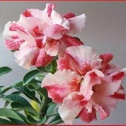 6” desert rose first picture for reference 